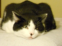 keehnen is one of the resident cats at the beachcomber